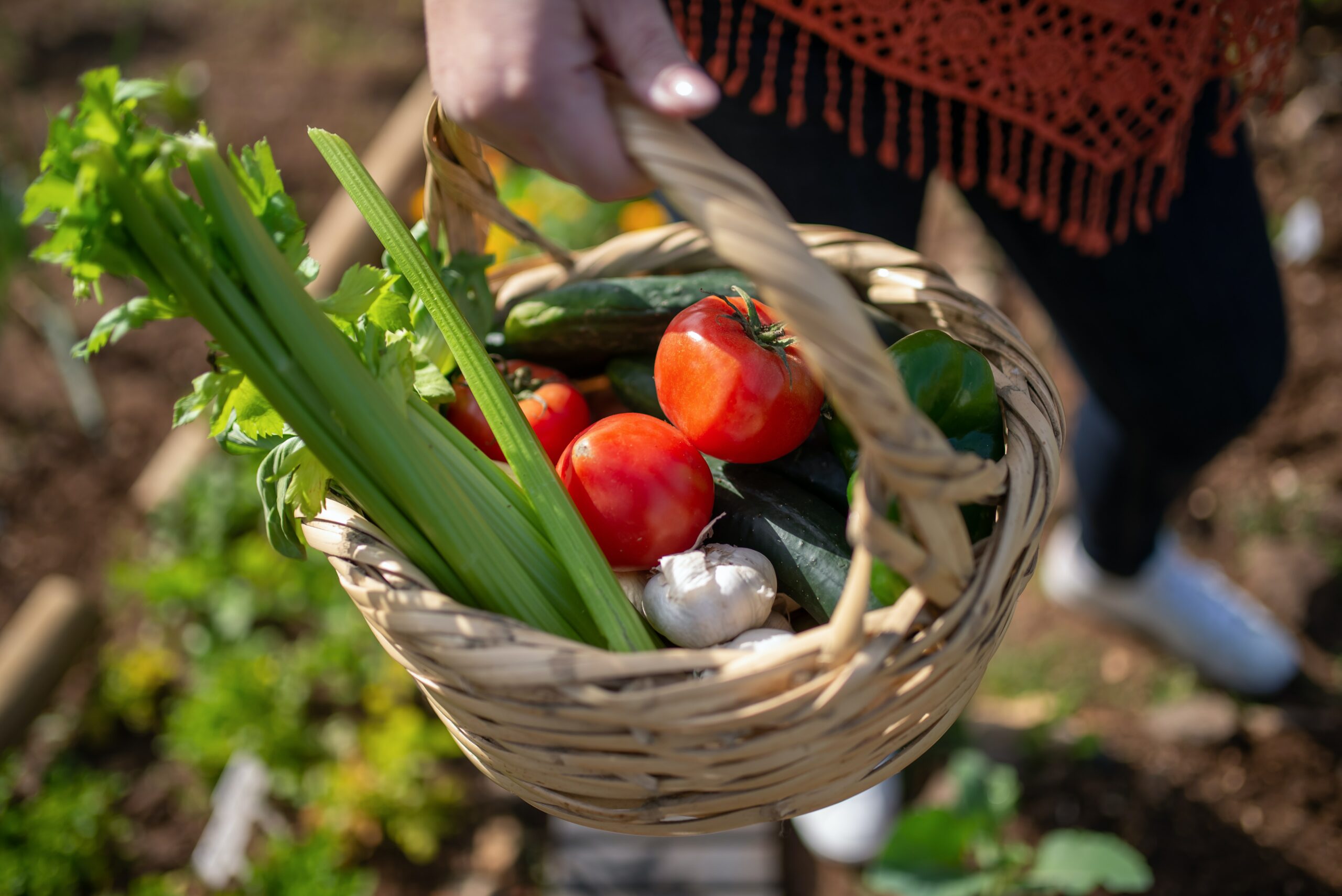 L’AMAP, bien plus qu’un panier ! Paroles d’amapien·nes et de paysan·nes