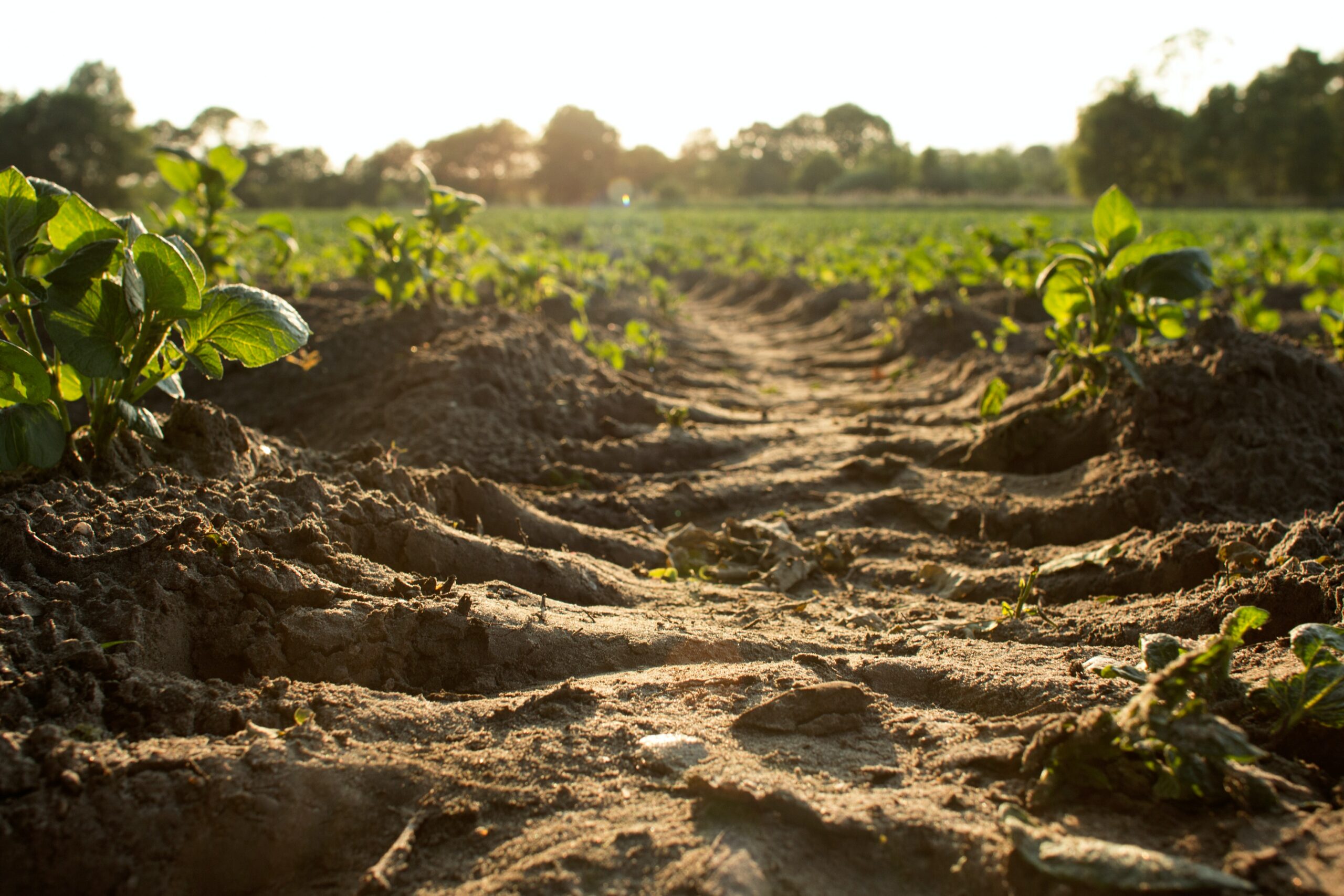 Les AMAP, soutien de l’agriculture biologique